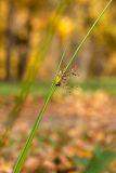 Juncus effusus. Часть повреждённого побега с соплодием. Санкт-Петербург, Старый Петергоф, парк \"Сергиевка\", лужайка, дренажная канава у дороги. 13.10.2018.