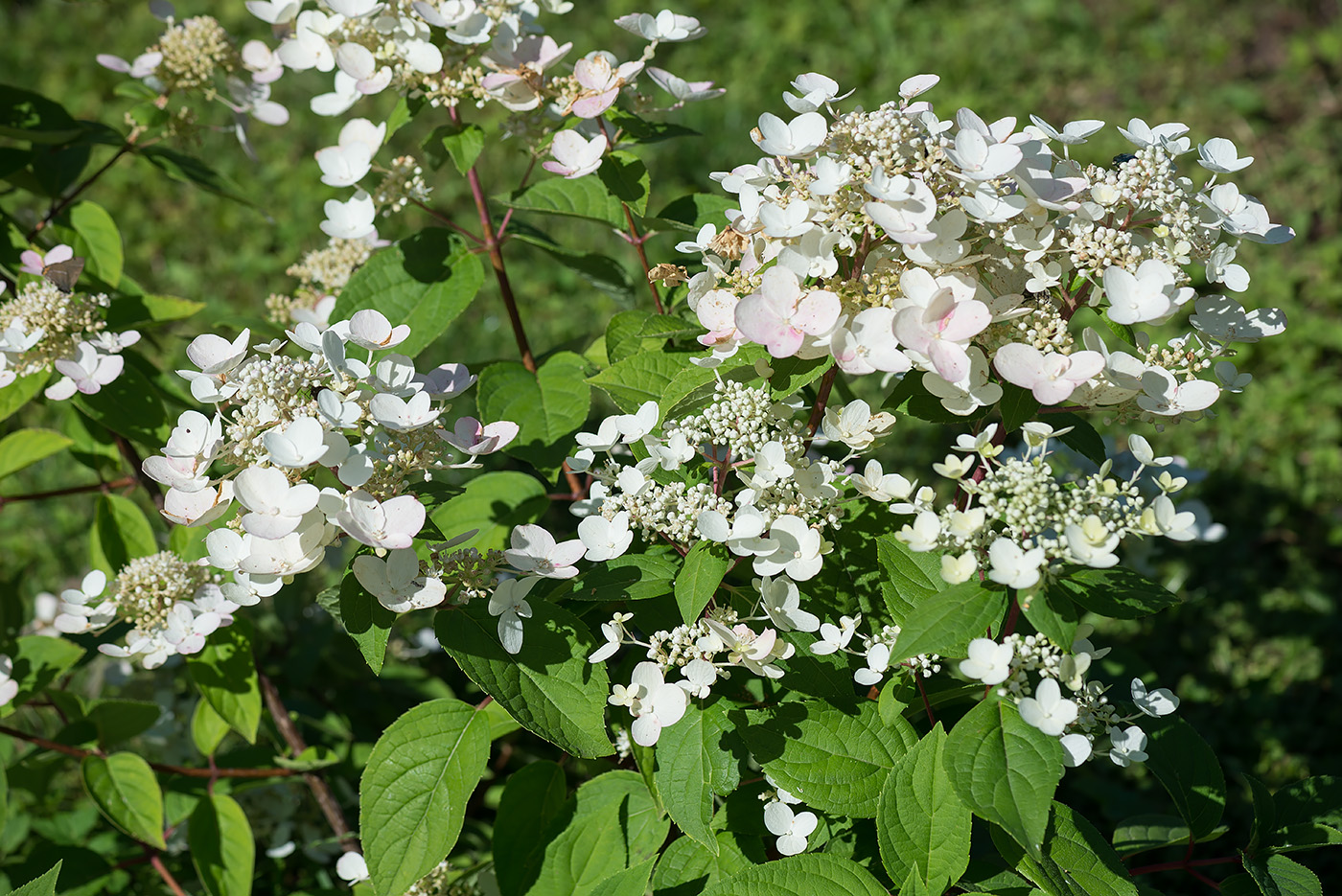 Image of Hydrangea paniculata specimen.