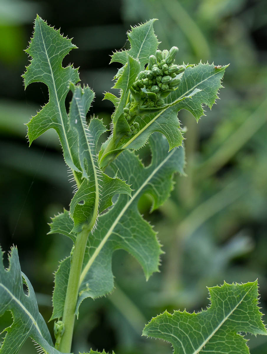 Изображение особи Lactuca serriola.