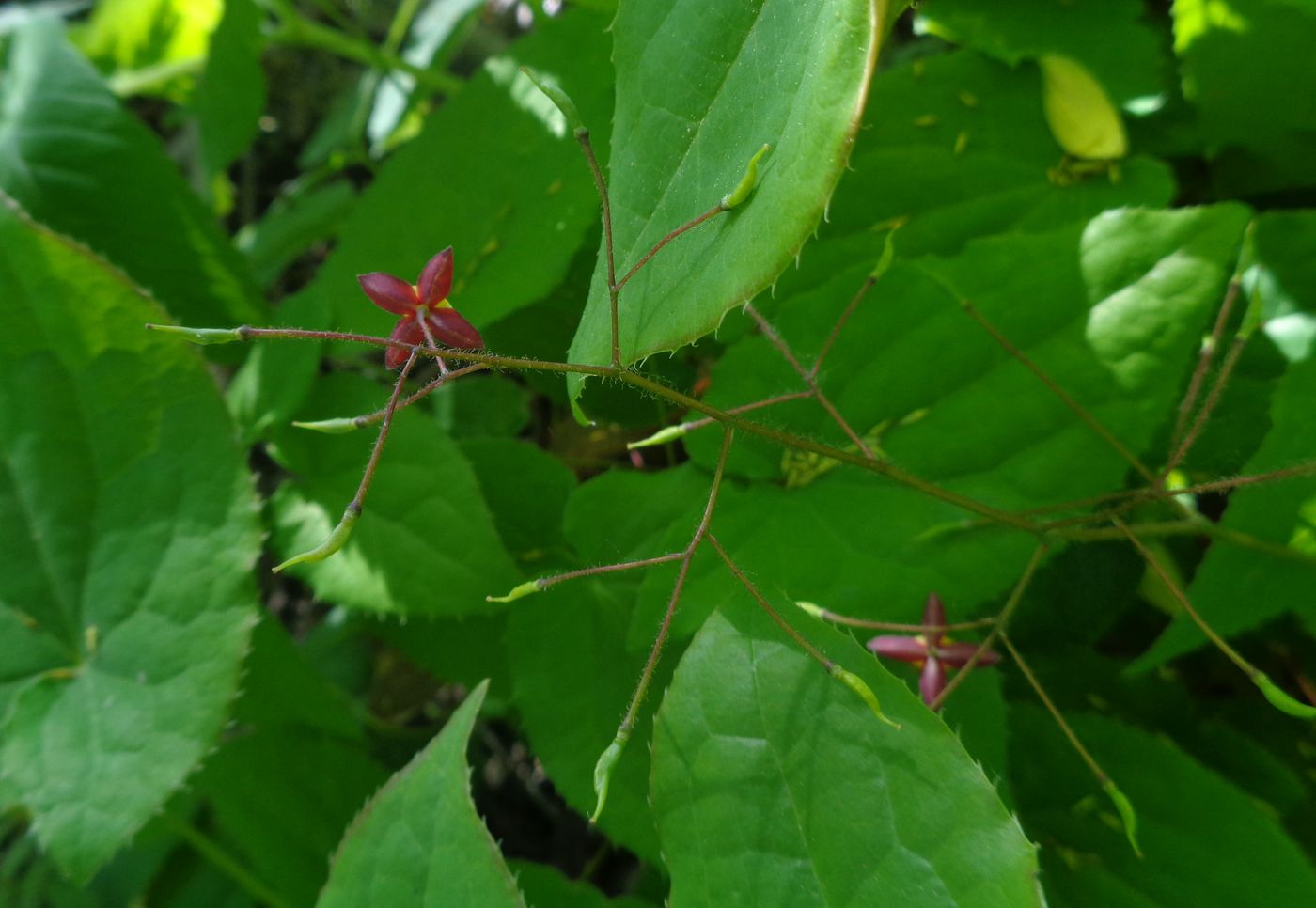 Image of Epimedium &times; cantabrigiense specimen.