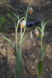 Fritillaria uva-vulpis