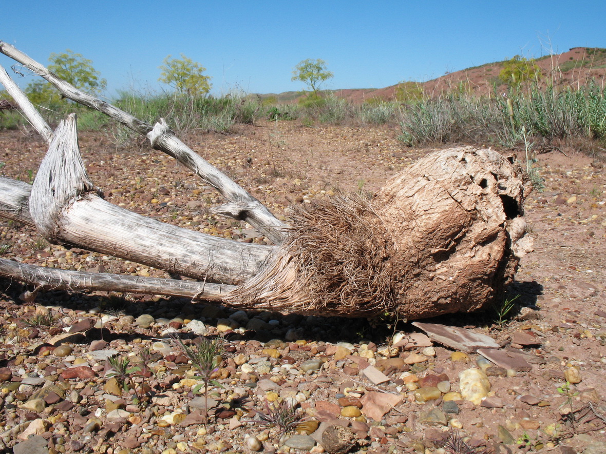 Image of Ferula varia specimen.