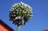 Allium cepa