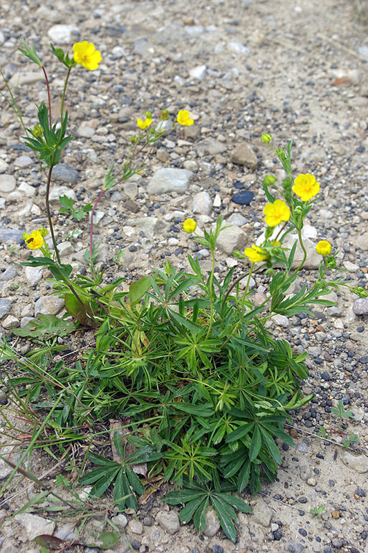 Изображение особи Potentilla stipularis.