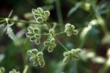 Torilis arvensis