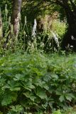 Aconitum septentrionale