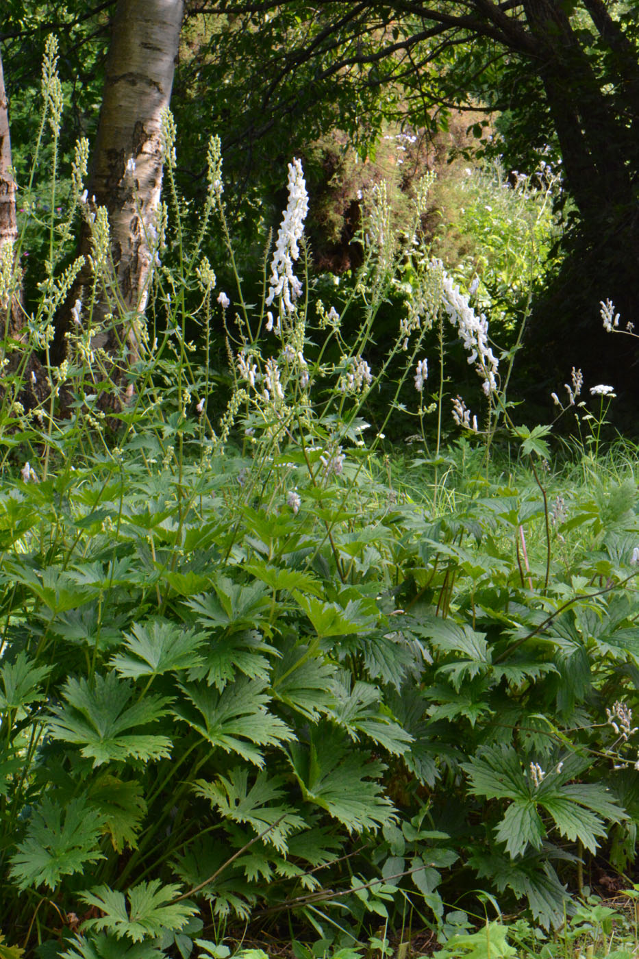 Image of Aconitum septentrionale specimen.