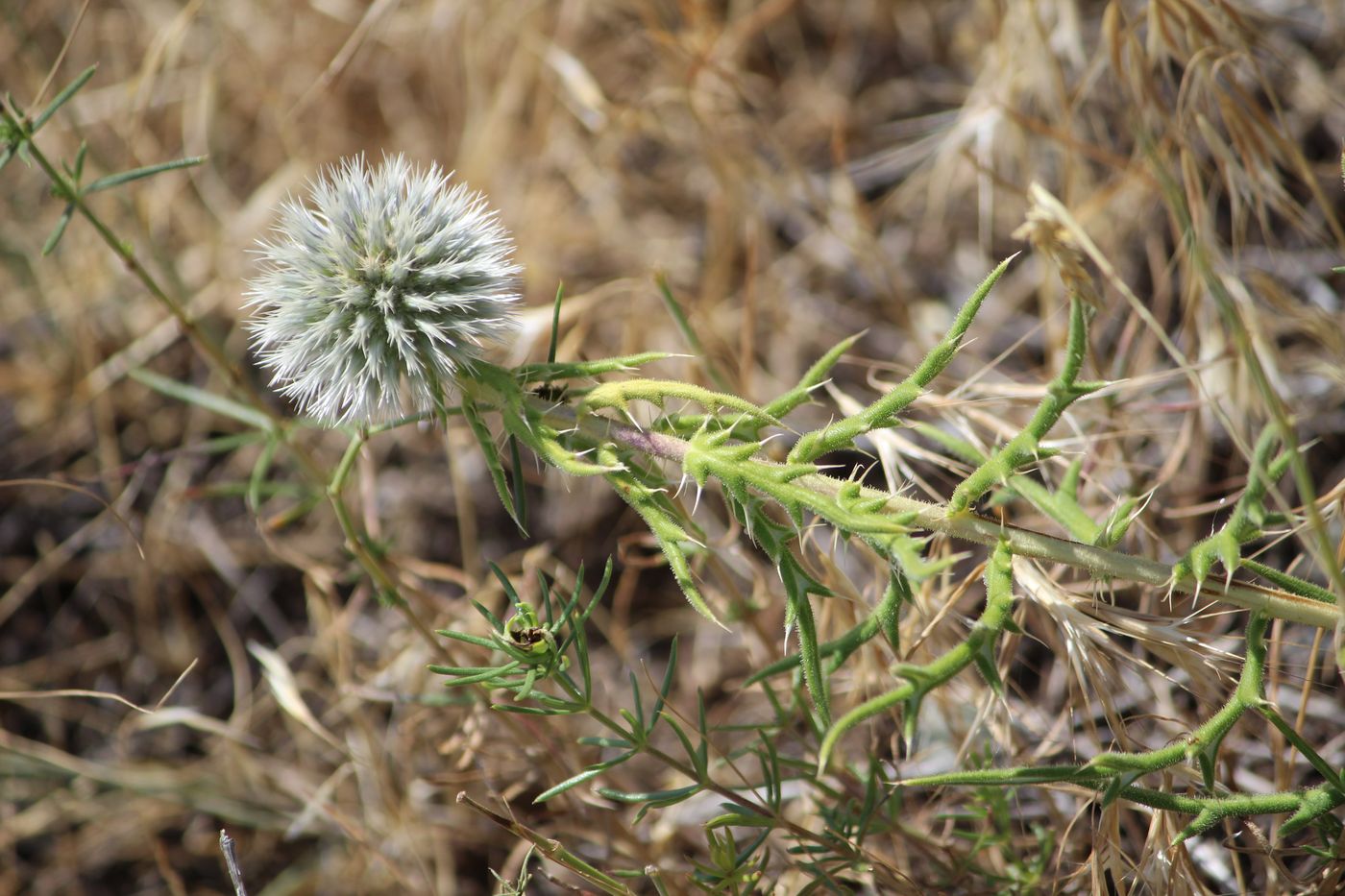 Изображение особи Echinops tschimganicus.