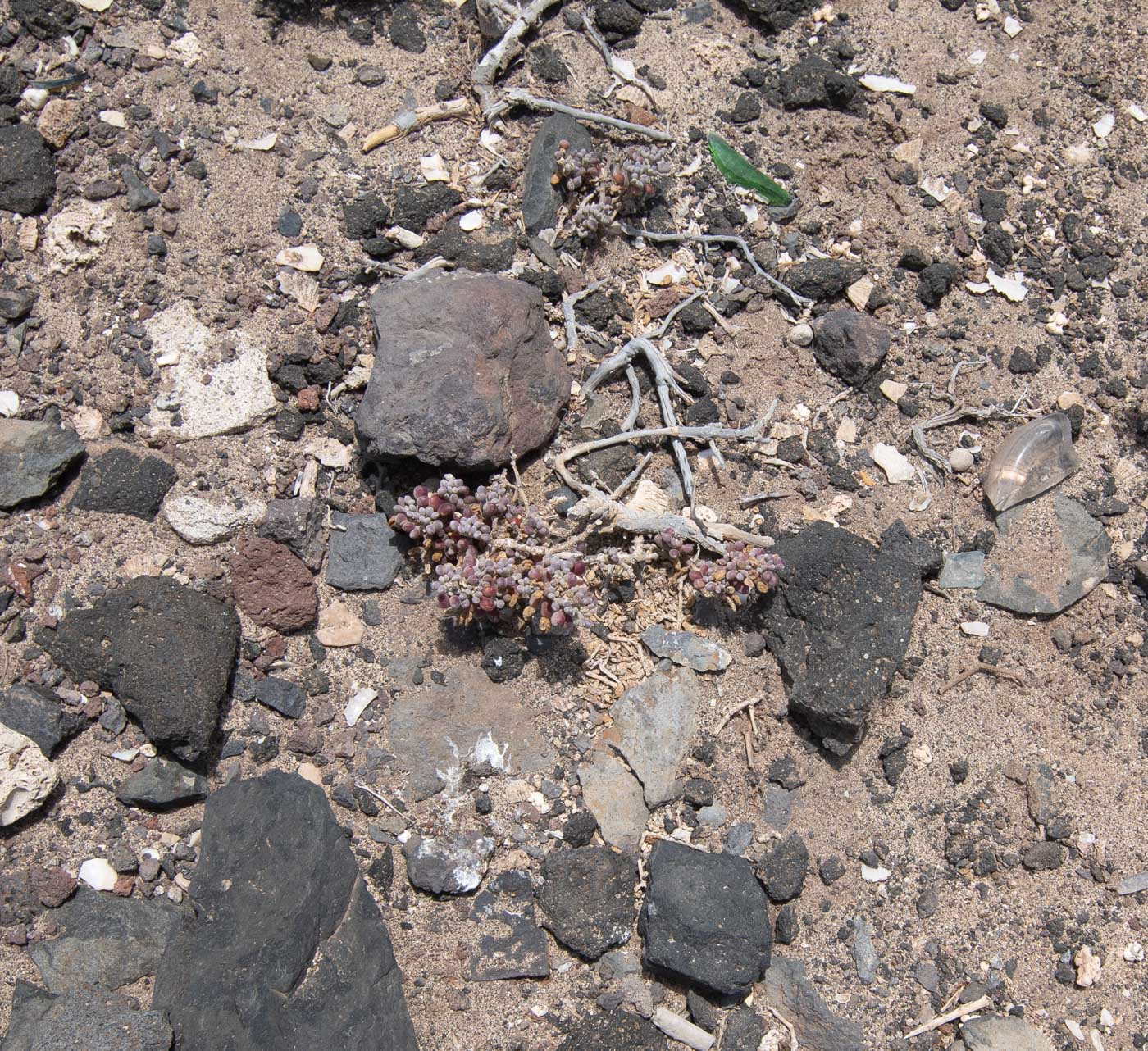 Image of Tetraena gaetula specimen.