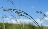 Gypsophila altissima. Верхушки бутонизирующих побегов. Челябинская обл., Кизильский р-н, окр. пос. Ершовский, долина р. Урал, травянистая терраса, закустаренная степь. 13 июня 2019 г.