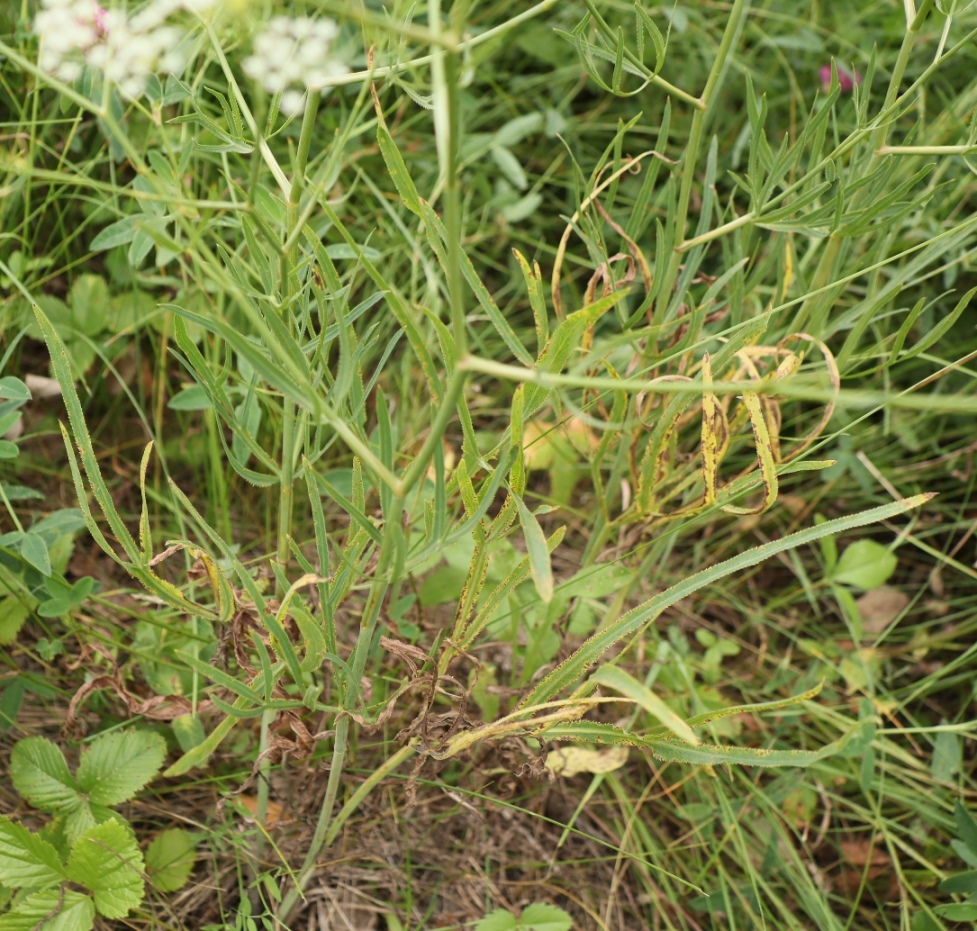 Image of Falcaria vulgaris specimen.