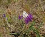 Astragalus onobrychis