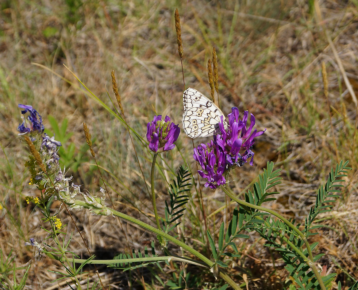 Изображение особи Astragalus onobrychis.