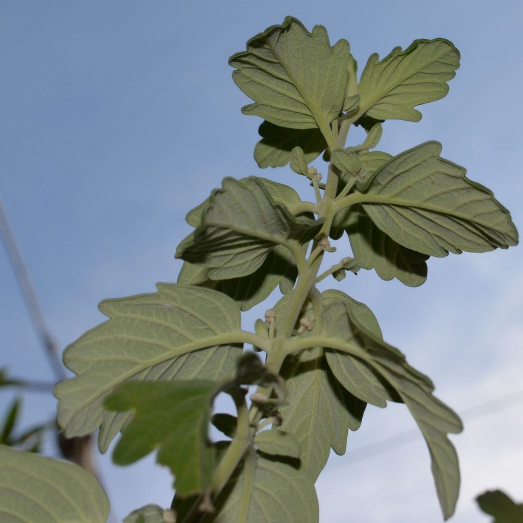 Image of Caryopteris &times; clandonensis specimen.