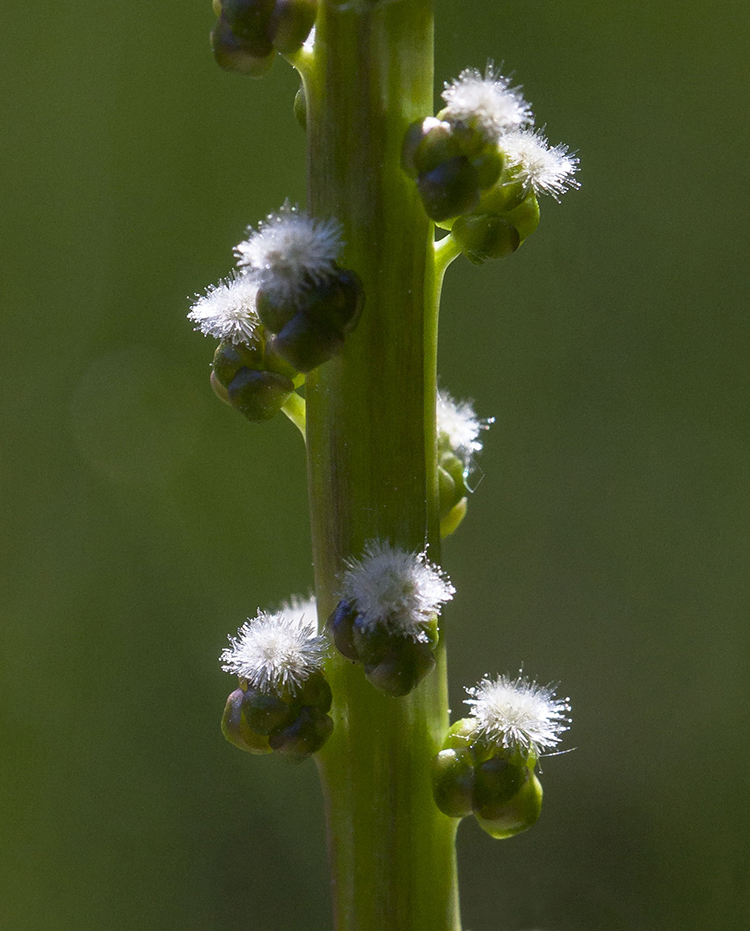 Image of Triglochin maritima specimen.