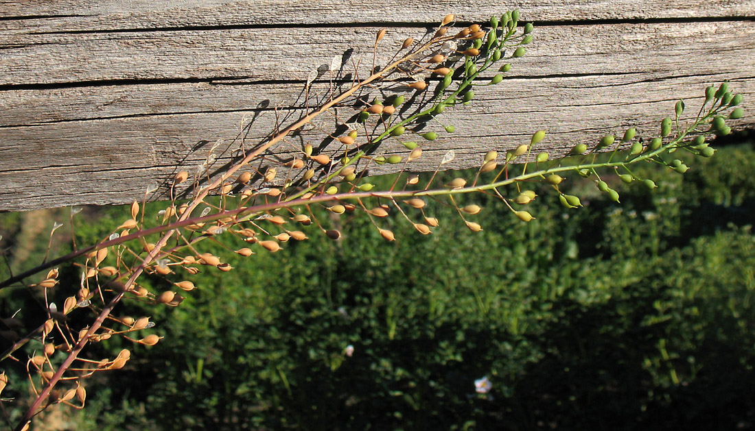 Изображение особи Camelina microcarpa.