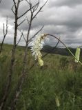 Sanguisorba parviflora. Верхушка побега с соцветием. Приморский край, Хасанский р-н, окр. с. Витязь, луг. 13 сентября 2019 г.