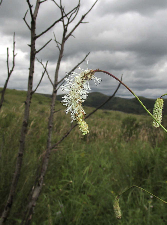 Image of Sanguisorba parviflora specimen.