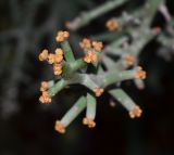 Euphorbia stenoclada. Верхушка ветки с соцветиями. Израиль, Шарон, г. Тель-Авив, ботанический сад \"Сад кактусов\". 02.05.2016.