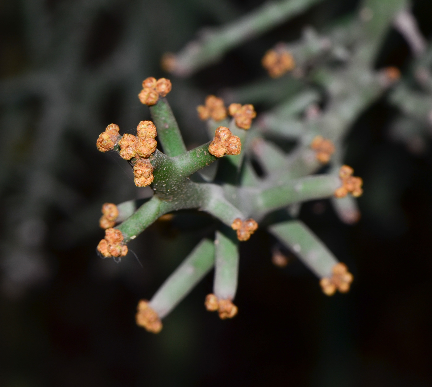 Изображение особи Euphorbia stenoclada.