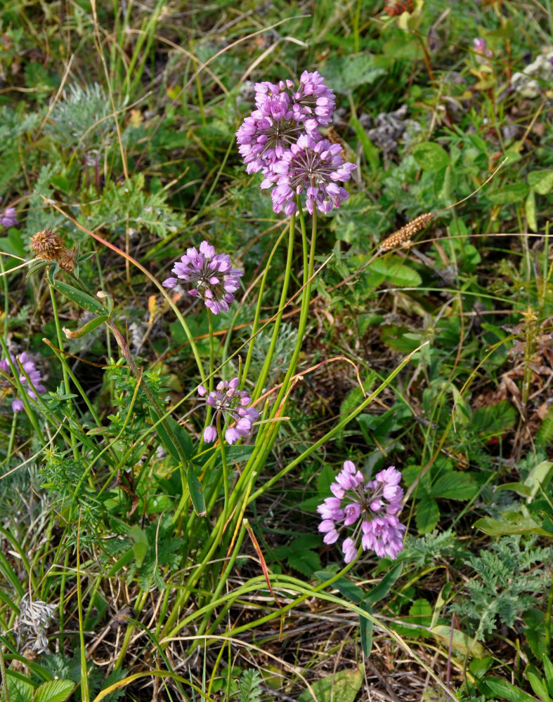 Изображение особи Allium rubens.