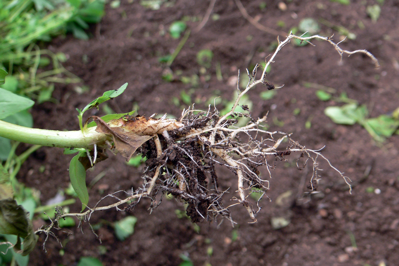 Image of Epilobium hornemannii specimen.