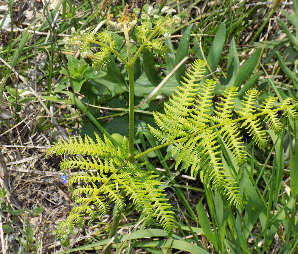 Изображение особи Pteridium tauricum.