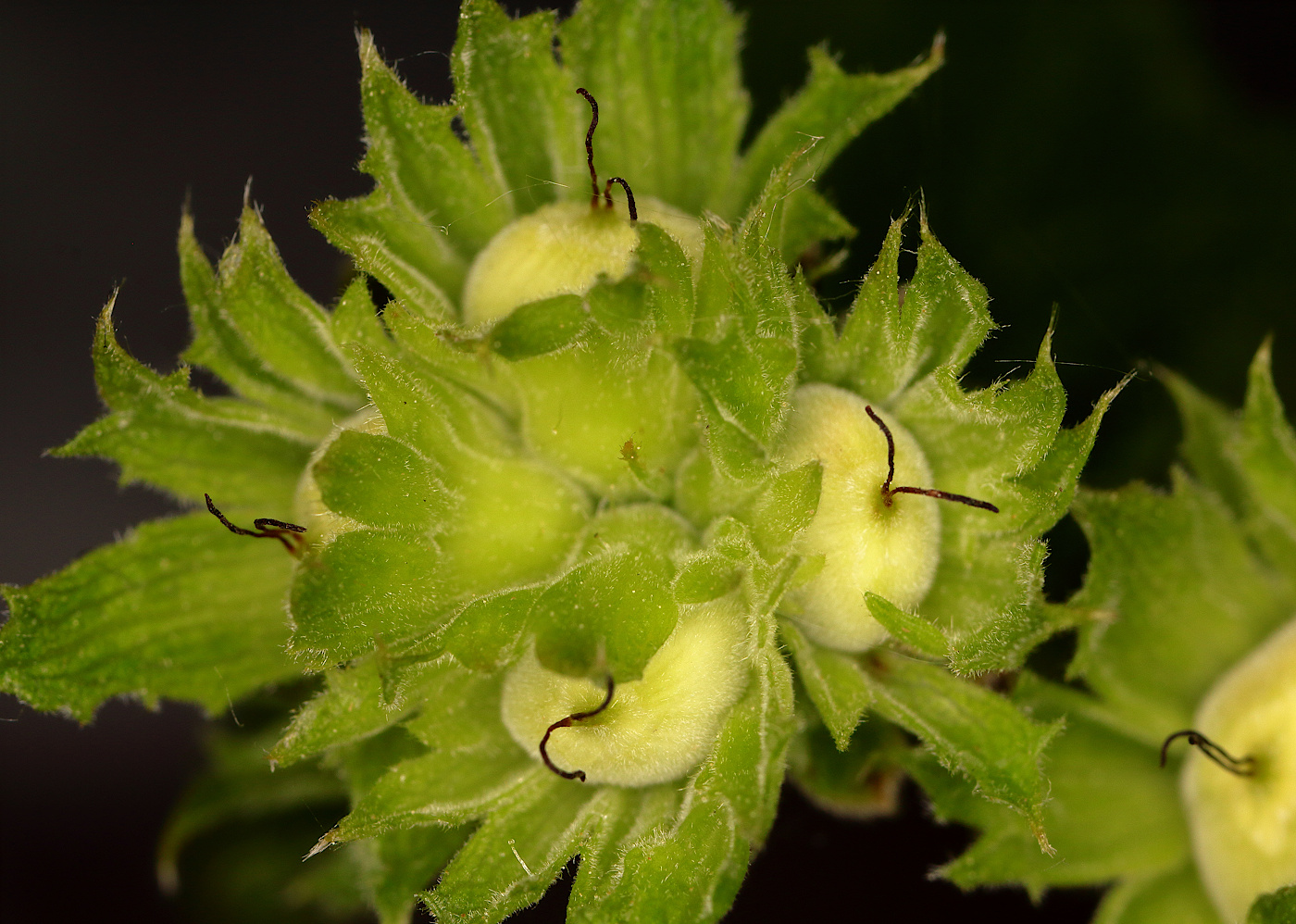 Изображение особи Corylus avellana.