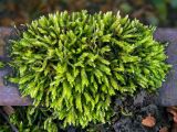 division Bryophyta