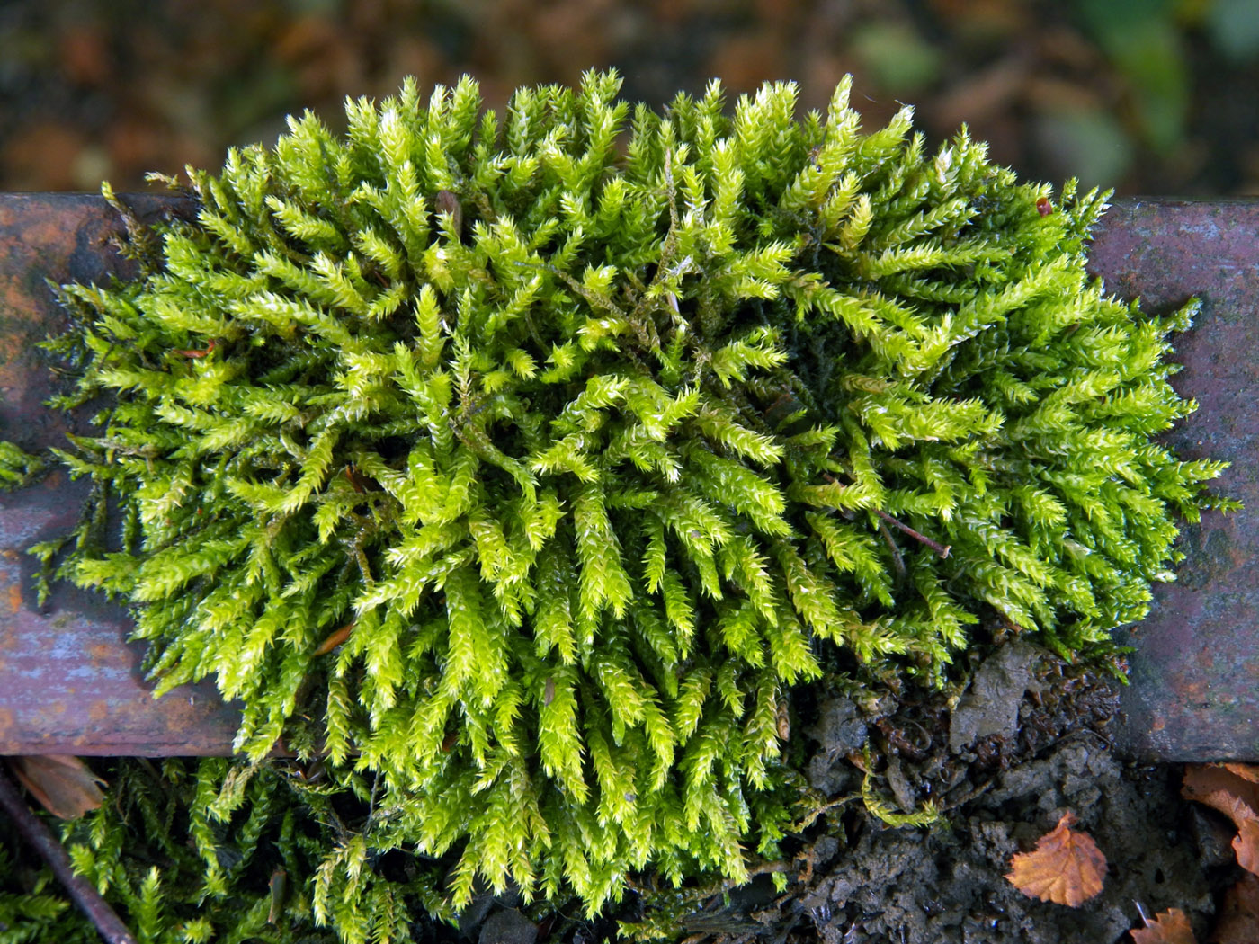 Image of division Bryophyta specimen.