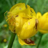 Trollius europaeus