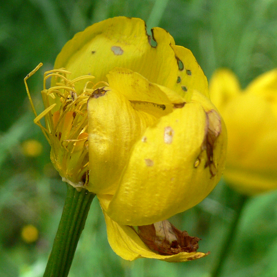 Image of Trollius europaeus specimen.