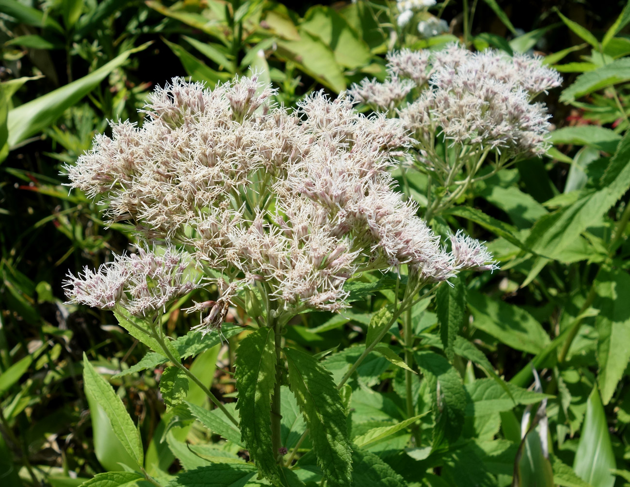 Изображение особи Eupatorium glehnii.