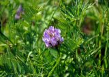 Astragalus tibetanus. Верхушка побега с соцветием. Алтай, Онгудайский р-н, окр. с. Белый Бом, ≈ 1100 м н.у.м., луг. 11.06.2019.