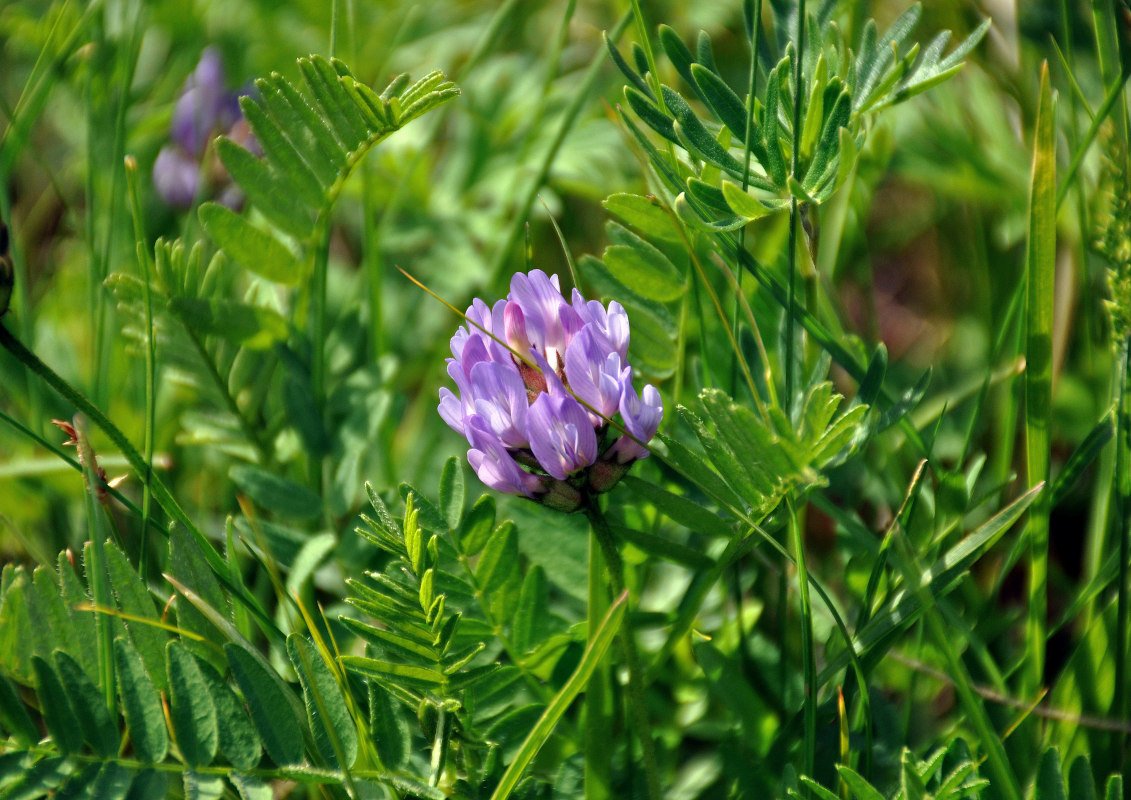 Изображение особи Astragalus tibetanus.