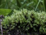 Bryum moravicum