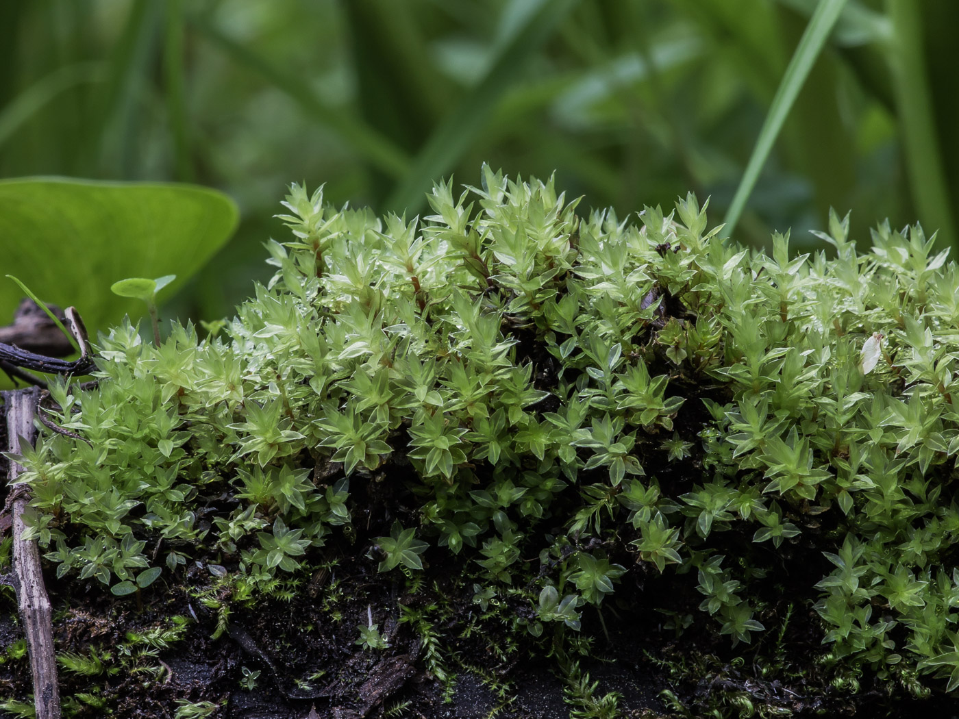 Изображение особи Bryum moravicum.