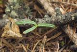 Abies sachalinensis