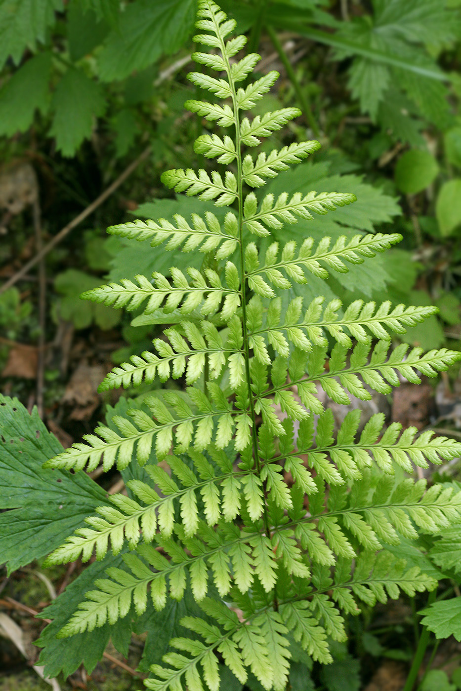 Image of Dryopteris carthusiana specimen.