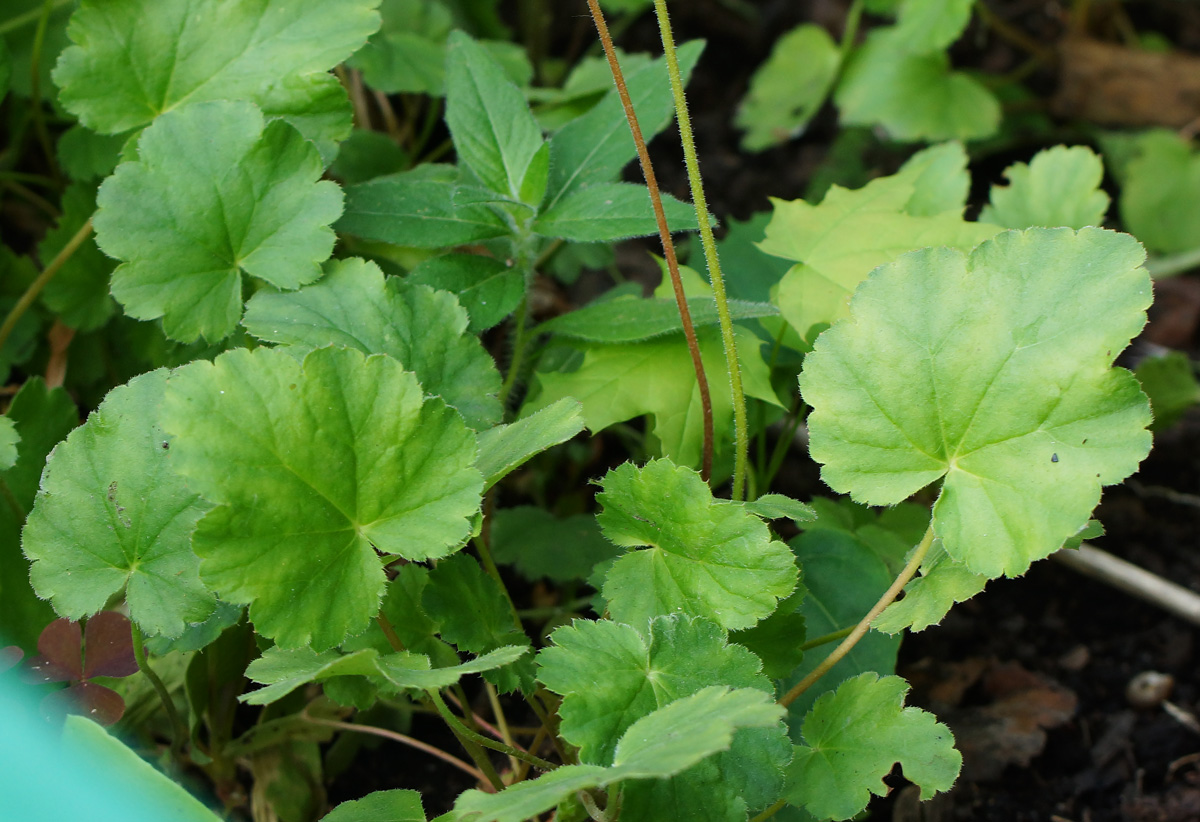 Изображение особи Heuchera sanguinea.