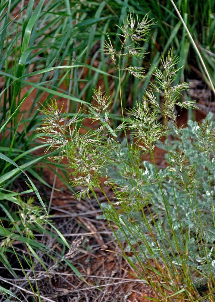 Изображение особи Poa bulbosa ssp. vivipara.