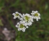 семейство Brassicaceae. Соцветия с кормящейся мухой. Грузия, край Самцхе-Джавахети, окр. пещерного монастыря Ванис Квабеби; край Джавахетского нагорья, небольшой луг. 03.05.2019.