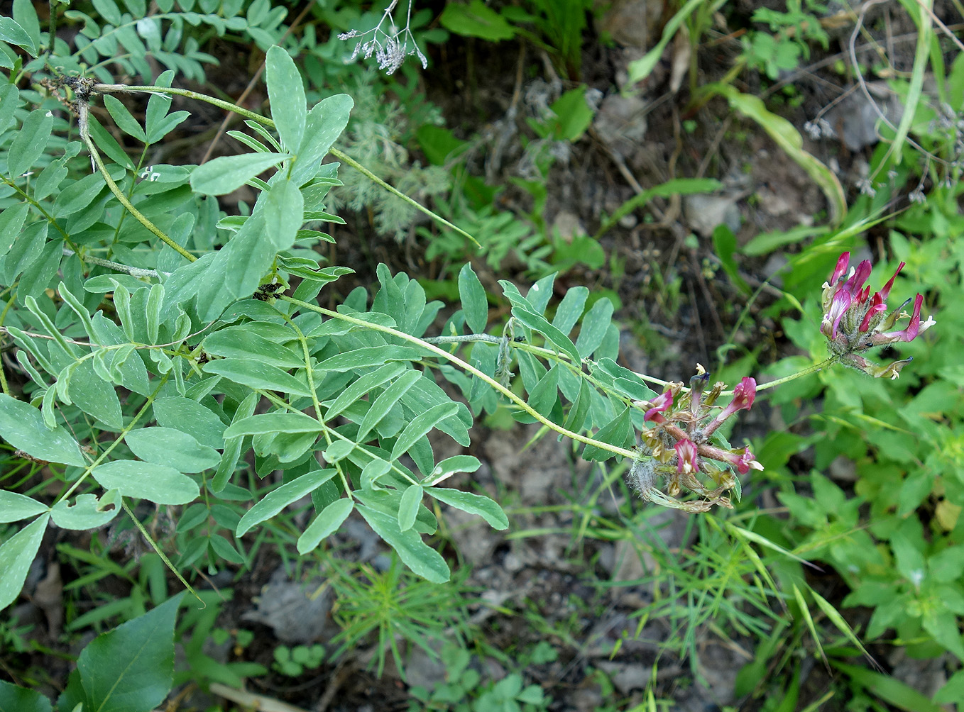 Изображение особи Astragalus fedtschenkoanus.