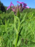 Hesperis pycnotricha. Верхушка цветущего растения. Окр. Томска, пустырь. 17.06.2010.
