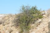 Rhamnus sintenisii