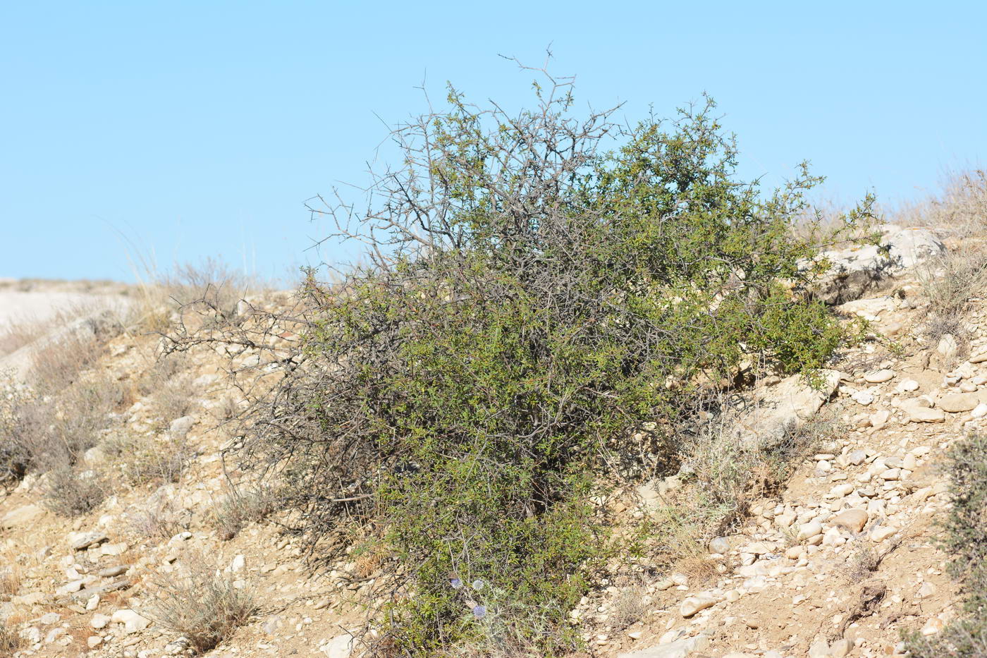 Image of Rhamnus sintenisii specimen.