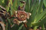 Carpobrotus edulis