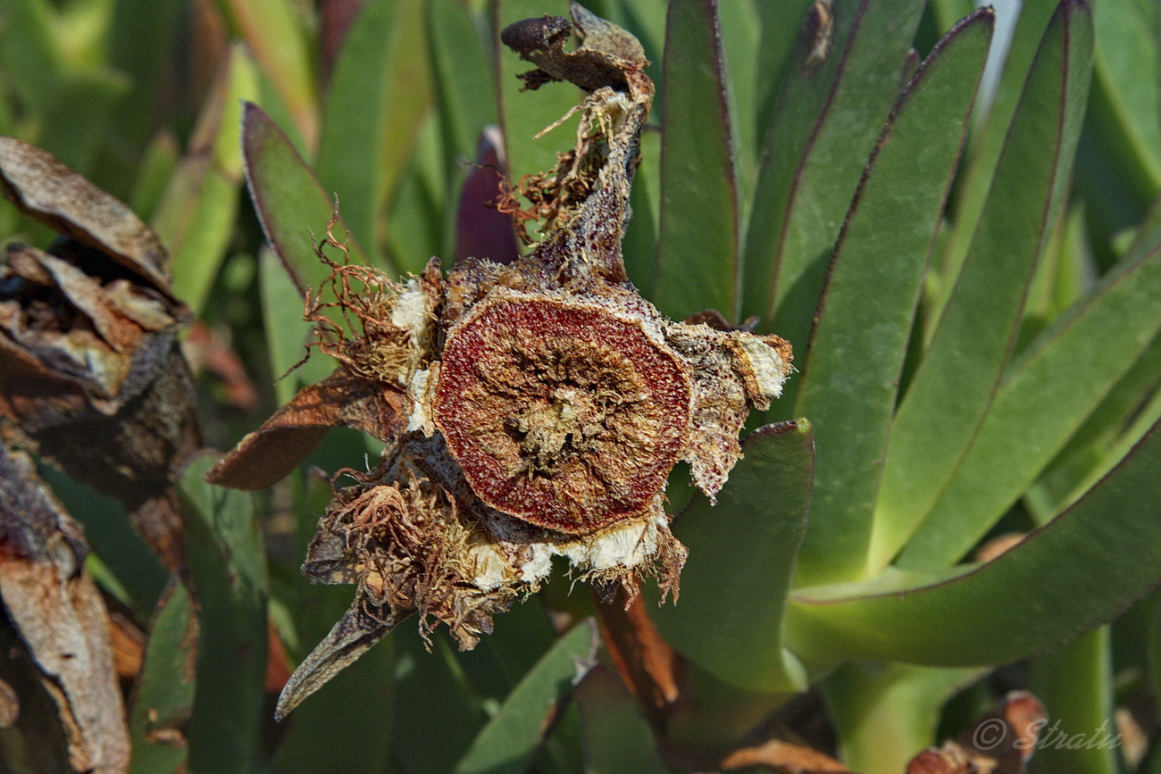 Image of Carpobrotus edulis specimen.