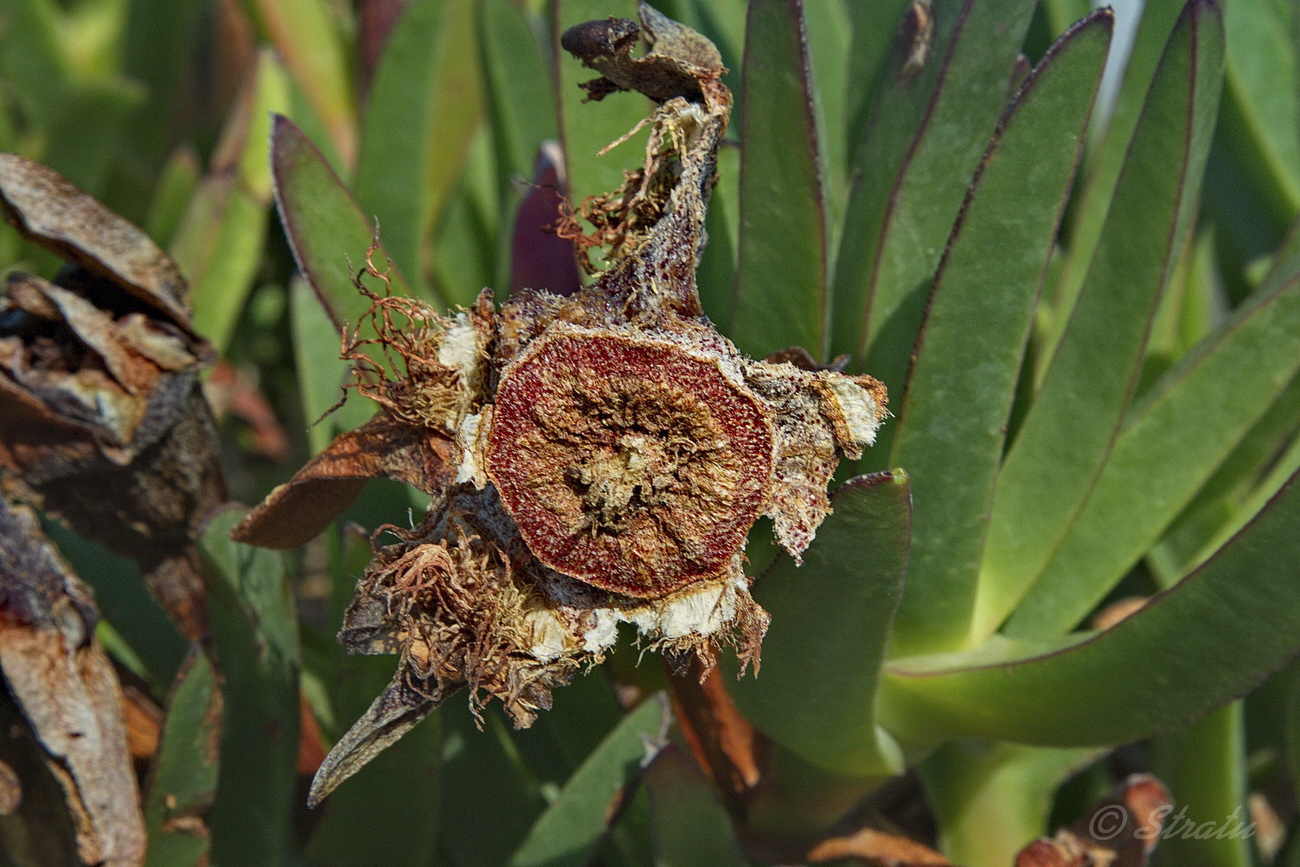 Изображение особи Carpobrotus edulis.