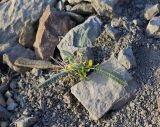 Astragalus spinescens